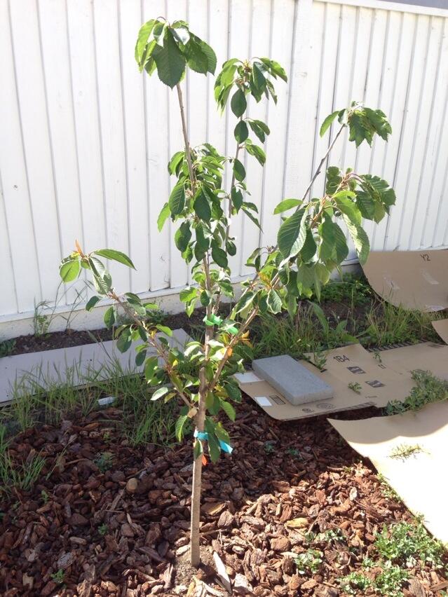fruit trees Are cherry leaves naturally droopy? Gardening
