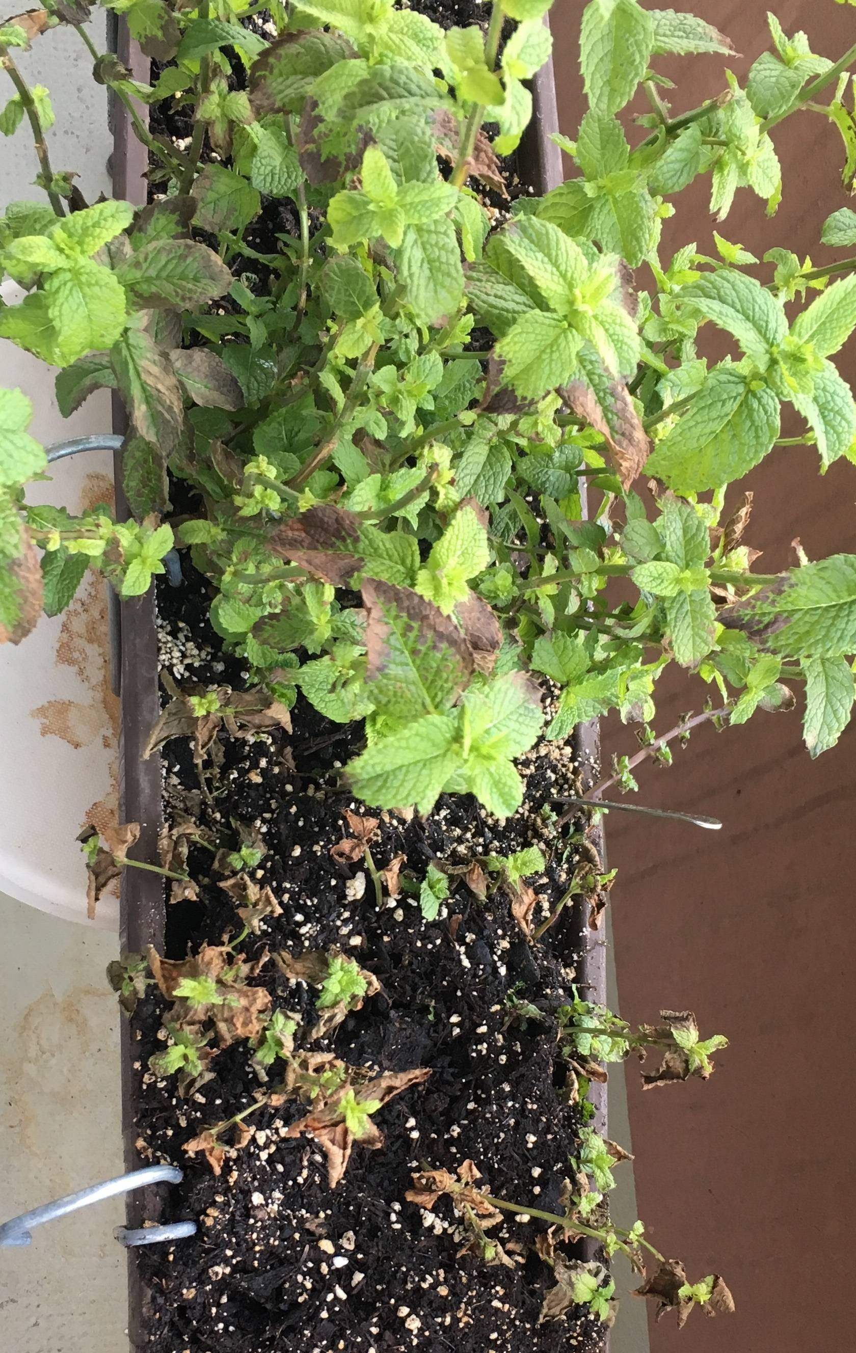 diagnosis Mint fertilized with geranium feed not feeling good Gardening & Landscaping