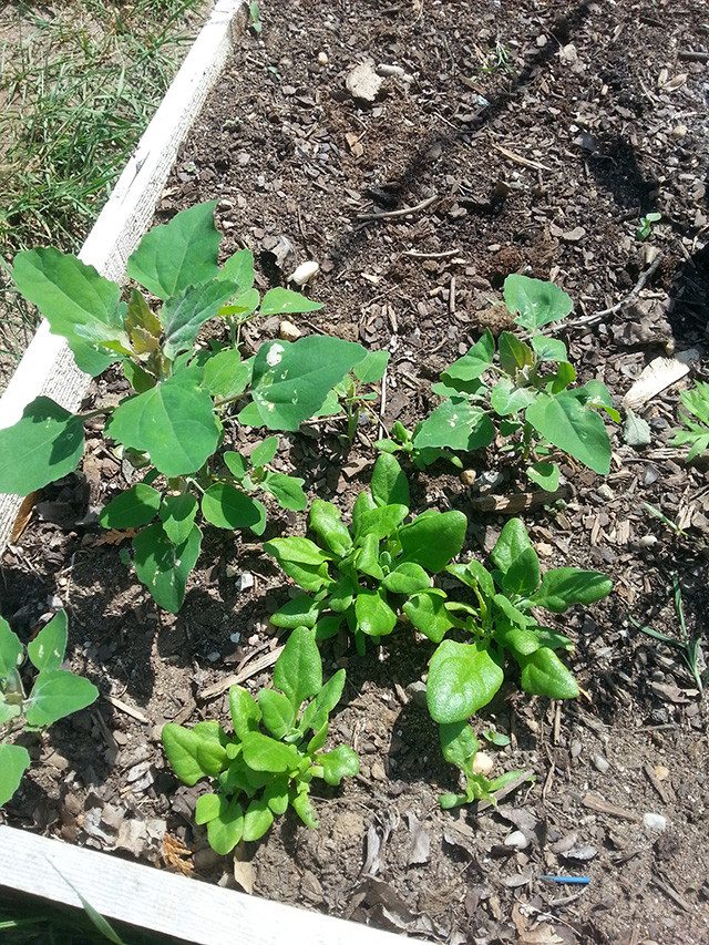 identification Can someone identify this? Gardening & Landscaping