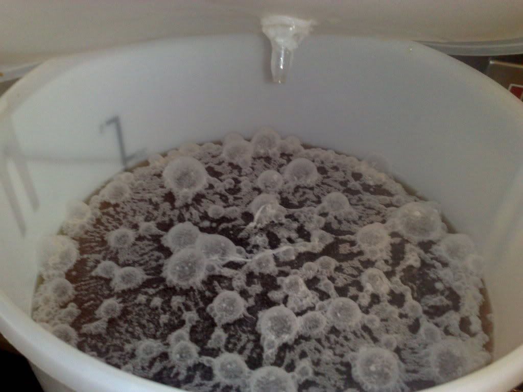 mead Mold or Floating Yeast? Homebrewing Stack Exchange