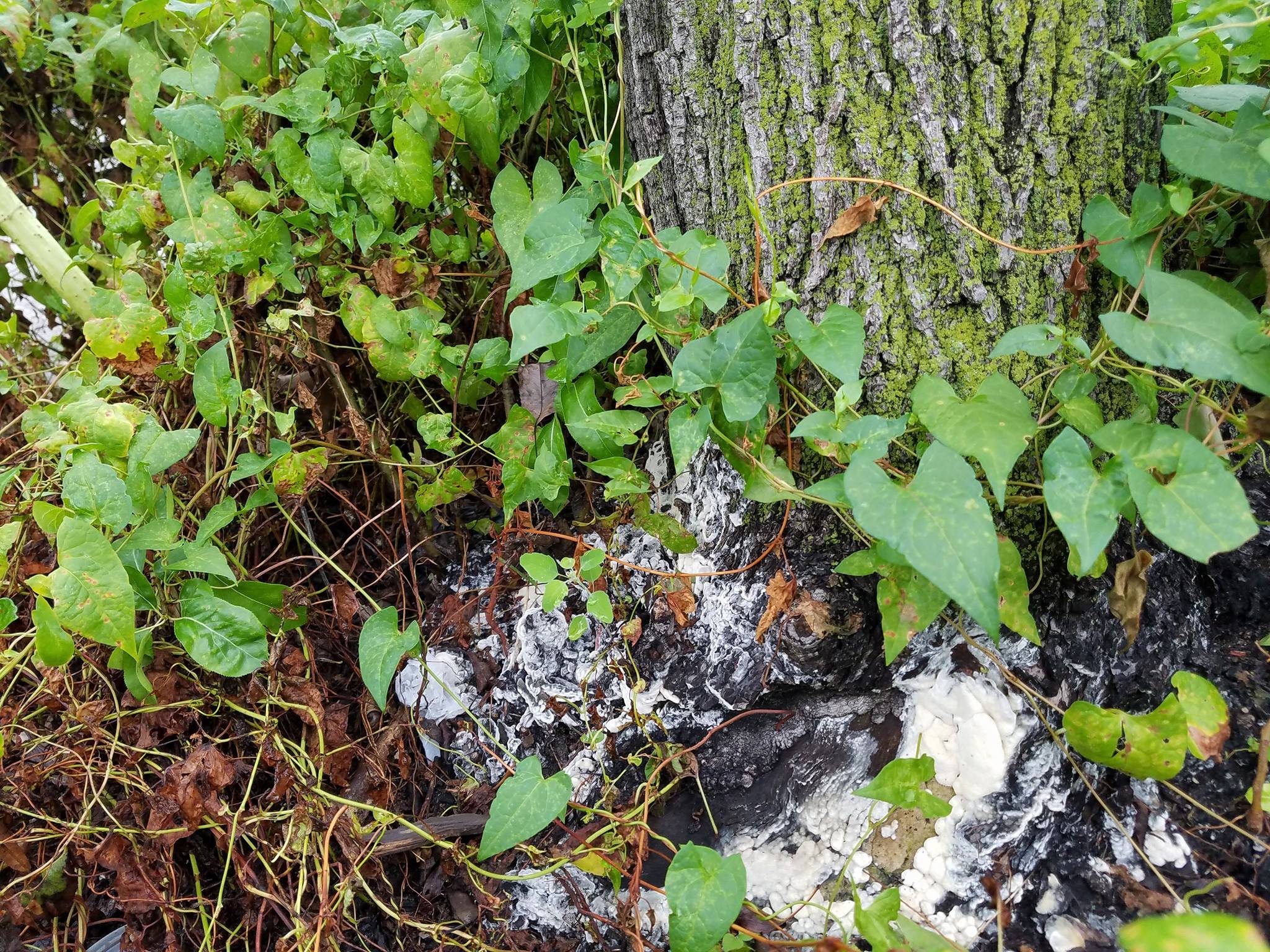 I am trying to identify and treat white fungus at the base of a tree