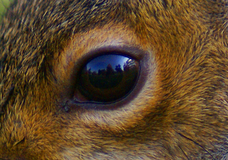 zoology What shape is the pupil of squirrels? Biology Stack Exchange