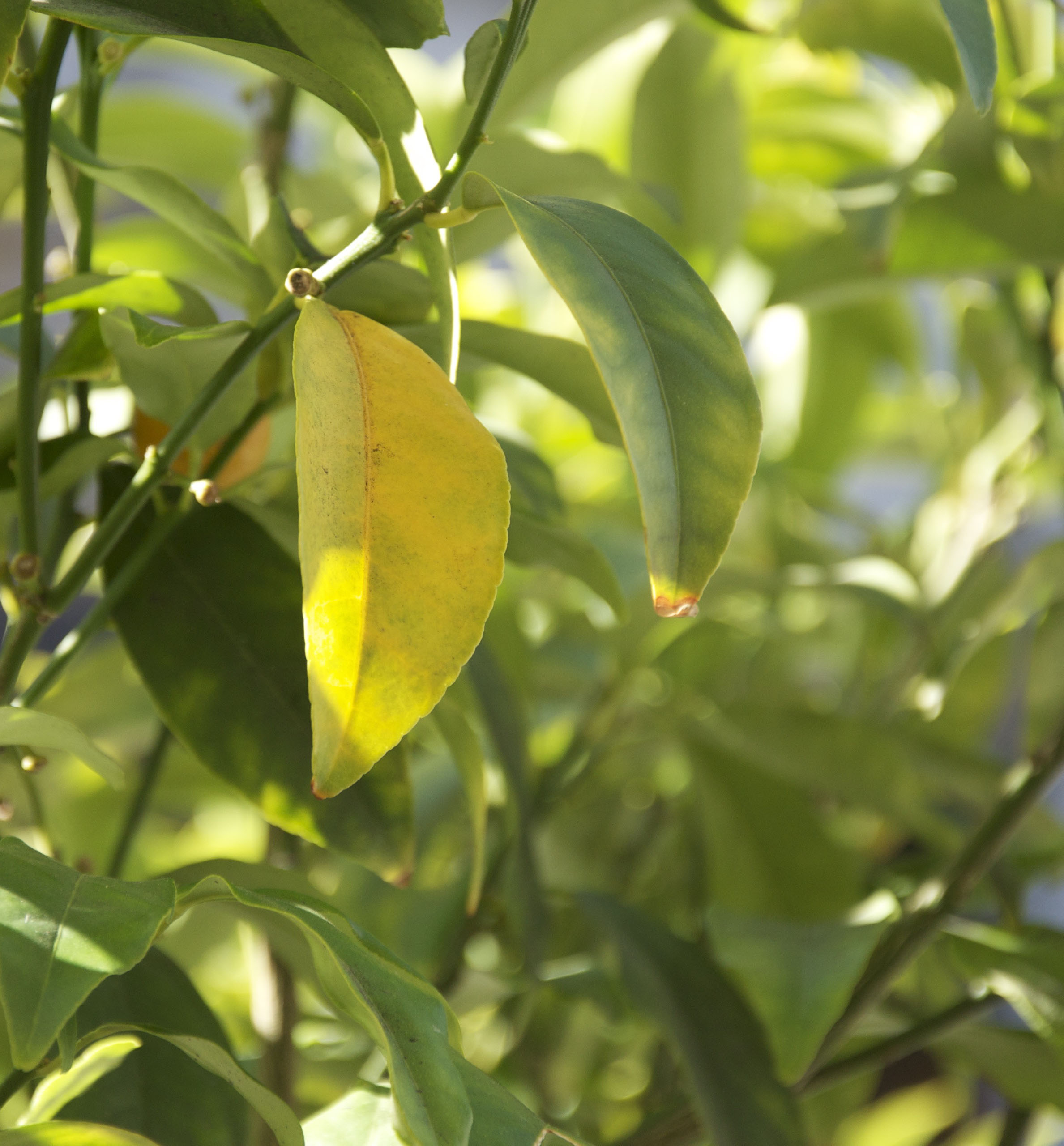 ios How to calculate the average color of a UIImage? Stack Overflow