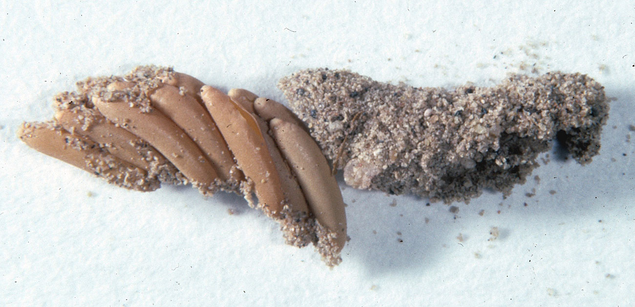 vegetables How can I remove locust eggs from the soil, and prevent