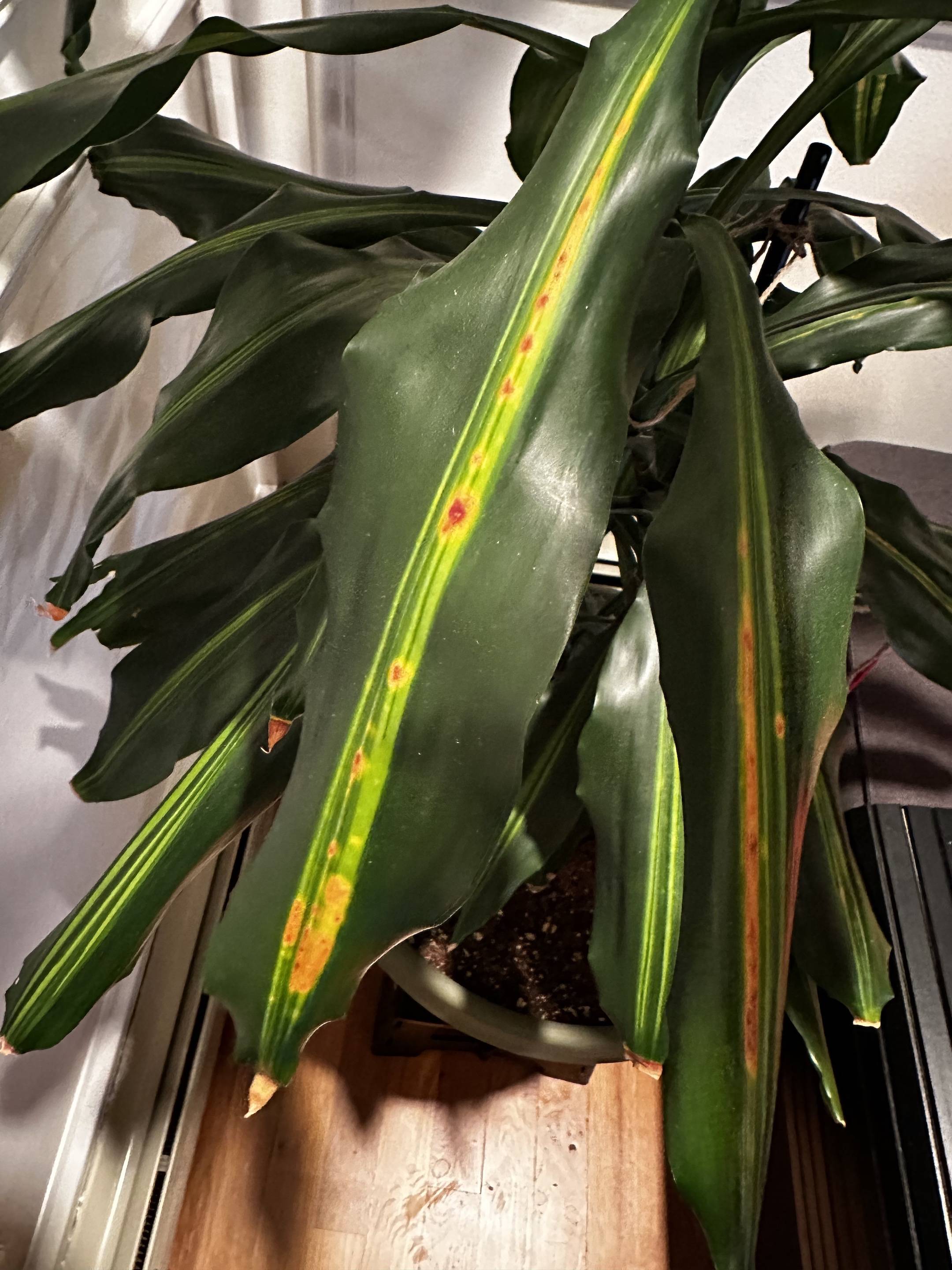 Brown and yellow spots on dracaena (corn plant) only in light middle