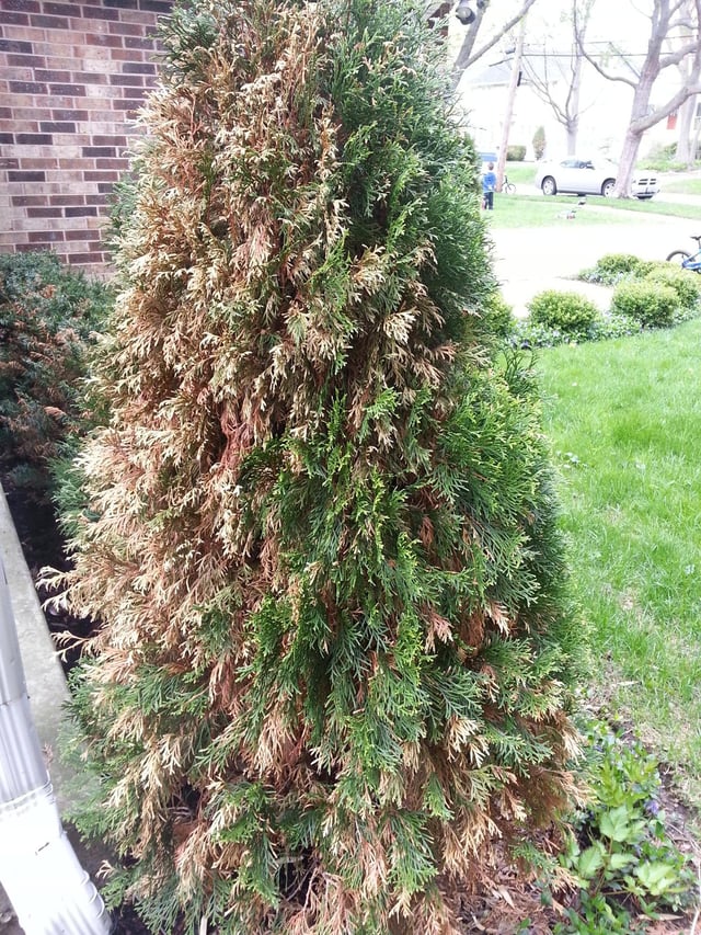 plant health Why are the leaves turning yellow on these conifers