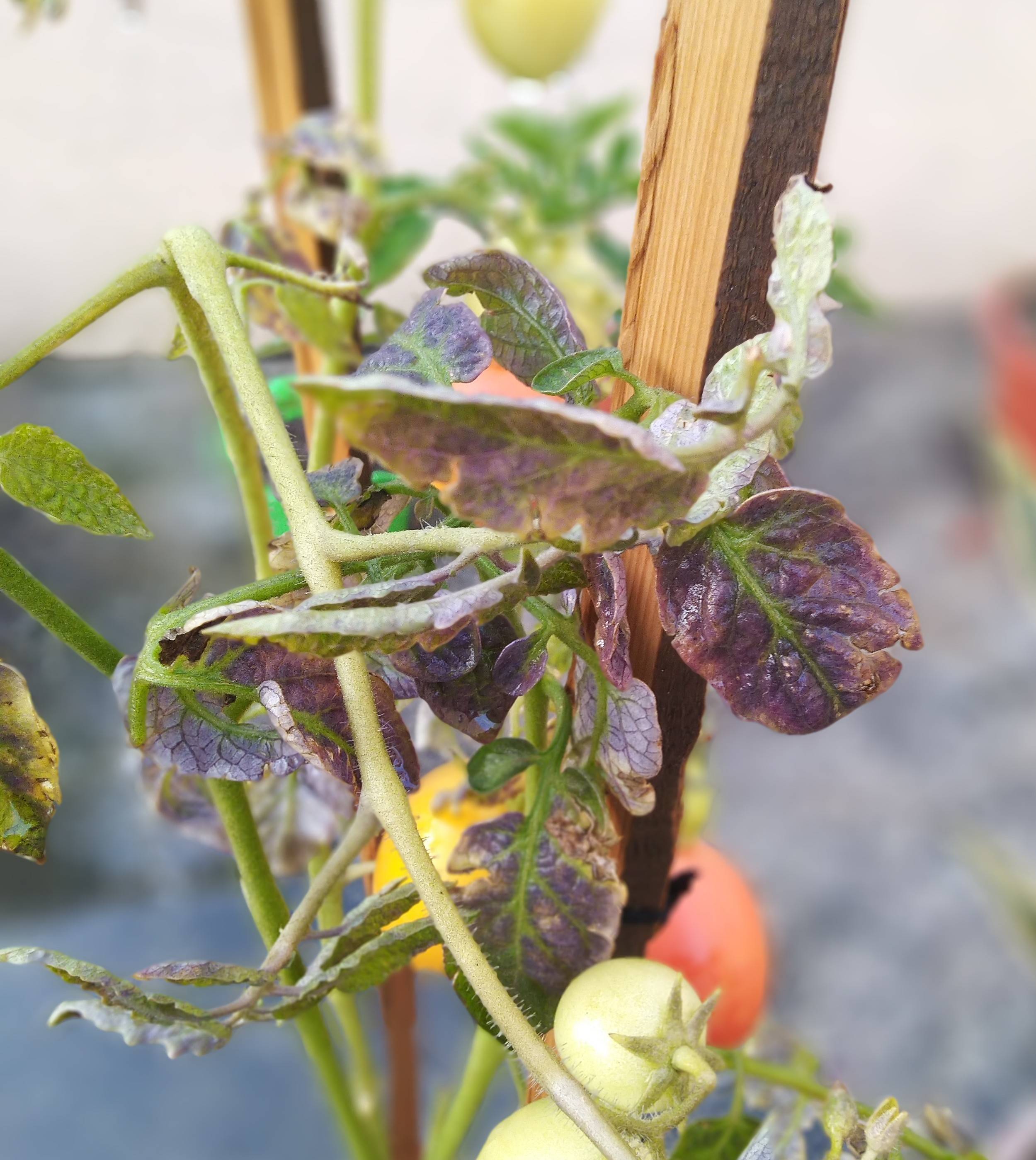 diagnosis Purple leaves on Tomato? Gardening & Landscaping Stack Exchange