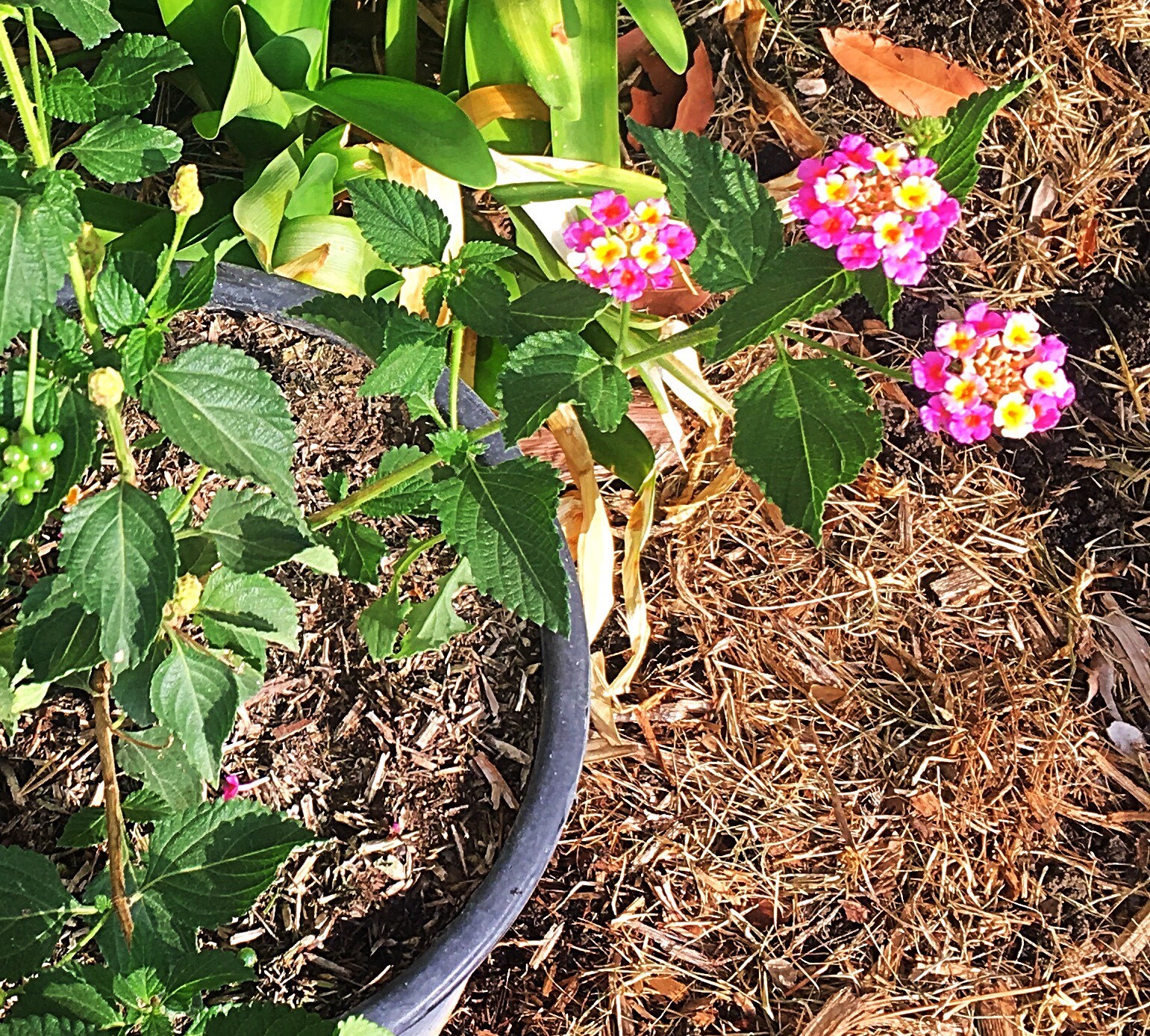 identification What is this plant with pink and yellow flowers