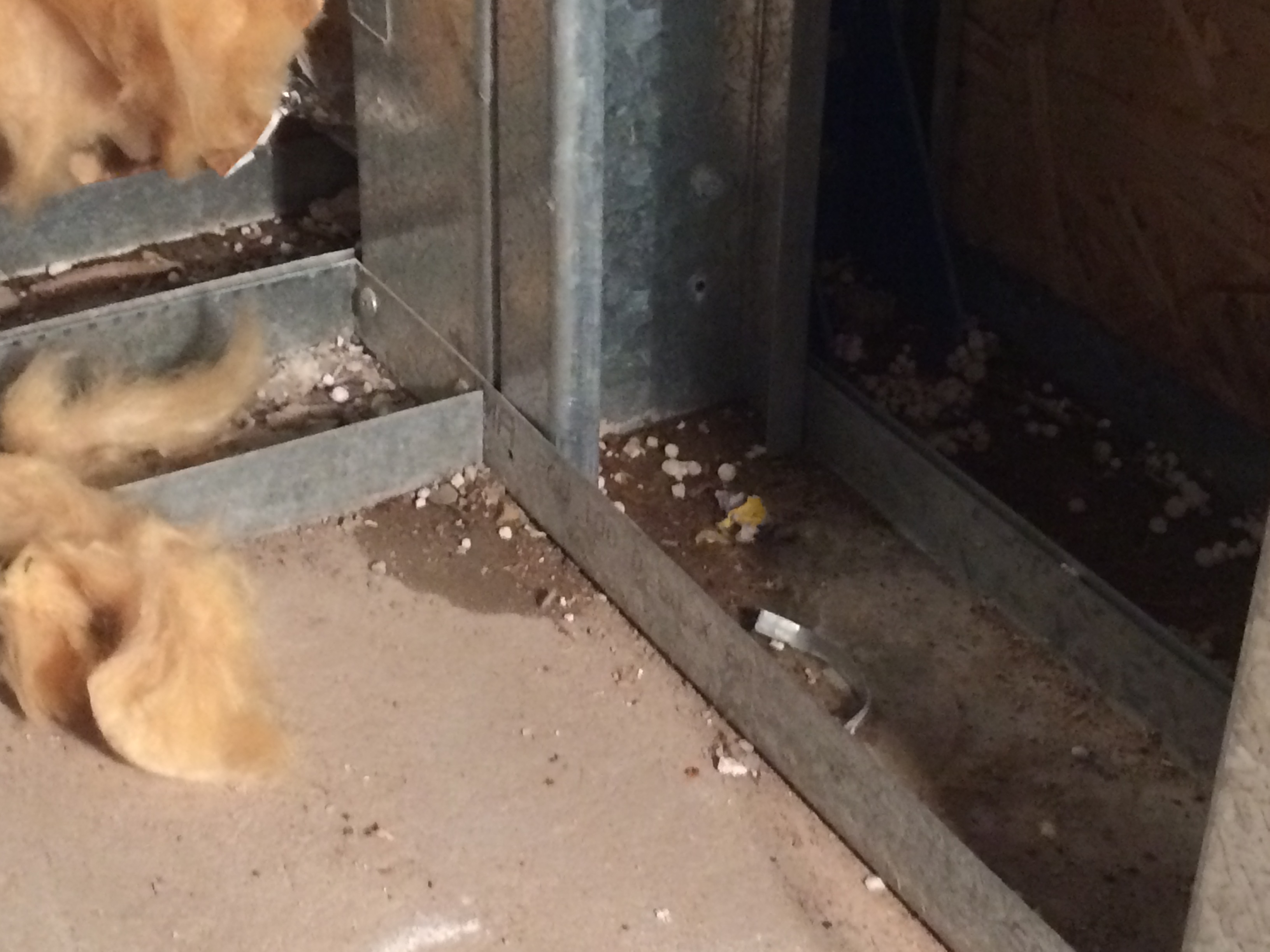 drywall Water leaking through exterior floor and wall base Home