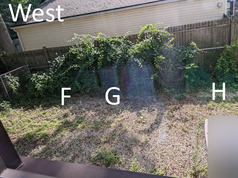 What narrow 15 foot+ tall evergreen plants grow in USDA Zone 6b