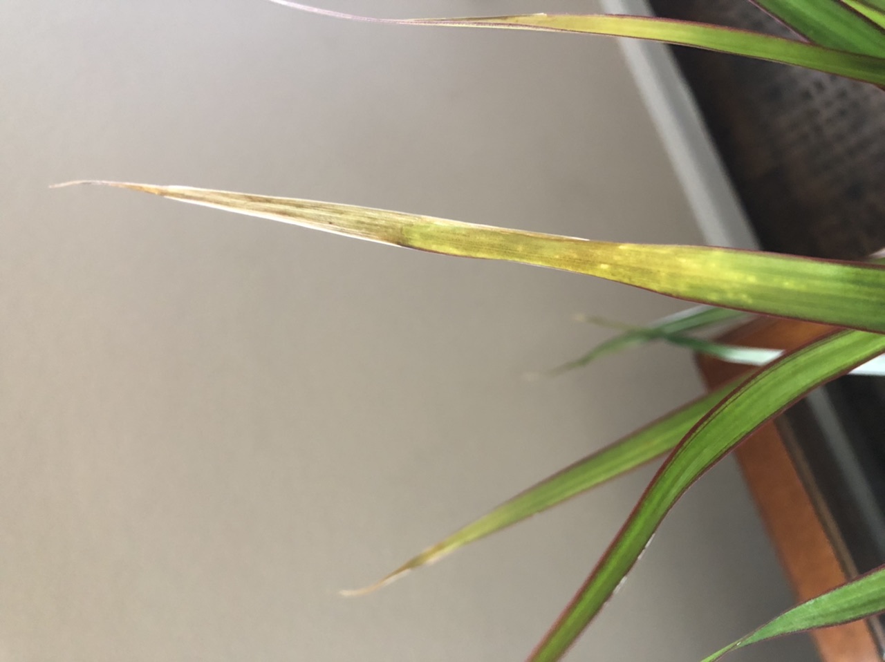 houseplants Why does my dragon tree have white spots and brown leaves
