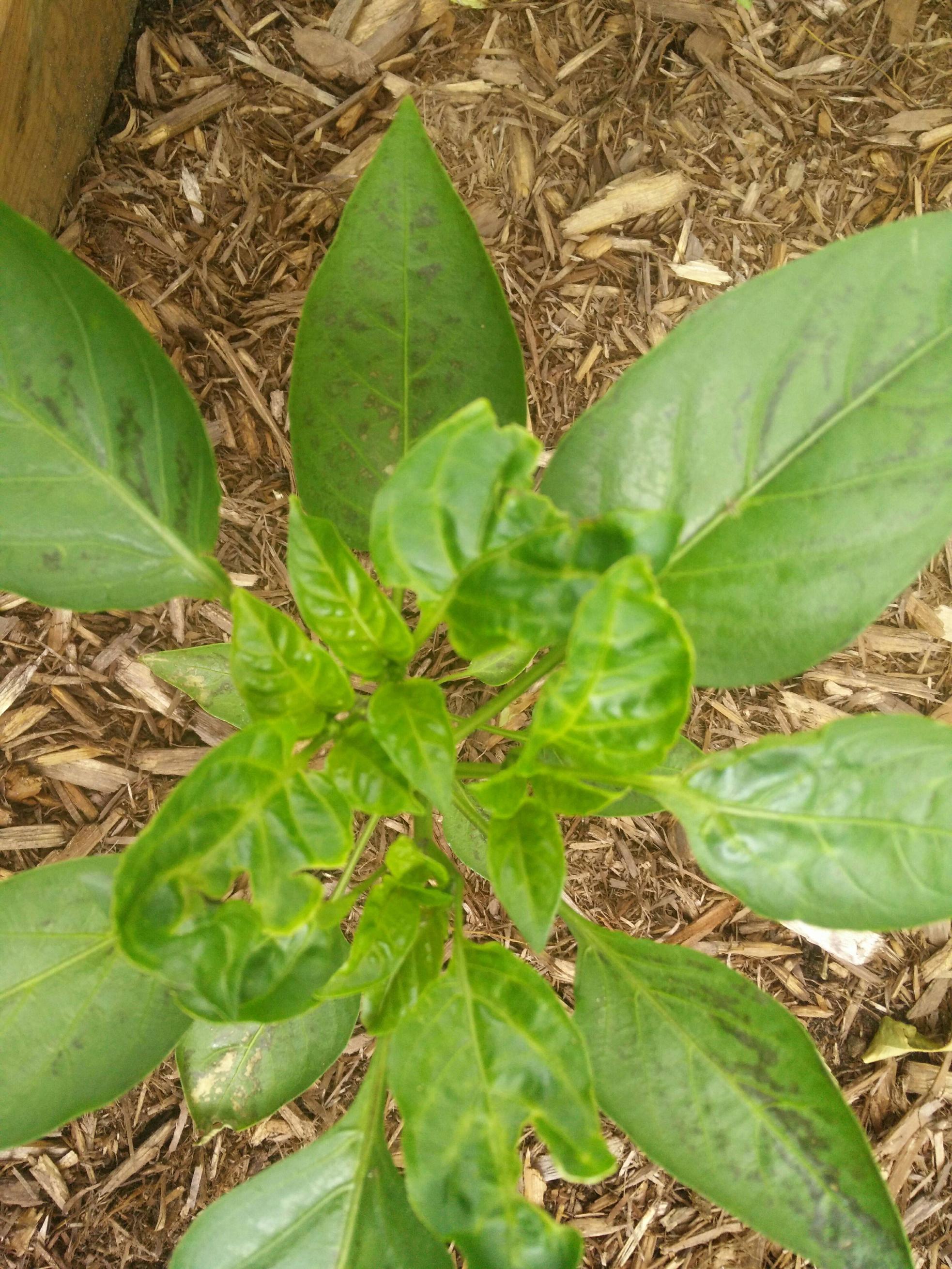 diagnosis What is killing my bell peppers. Holes in leaves and