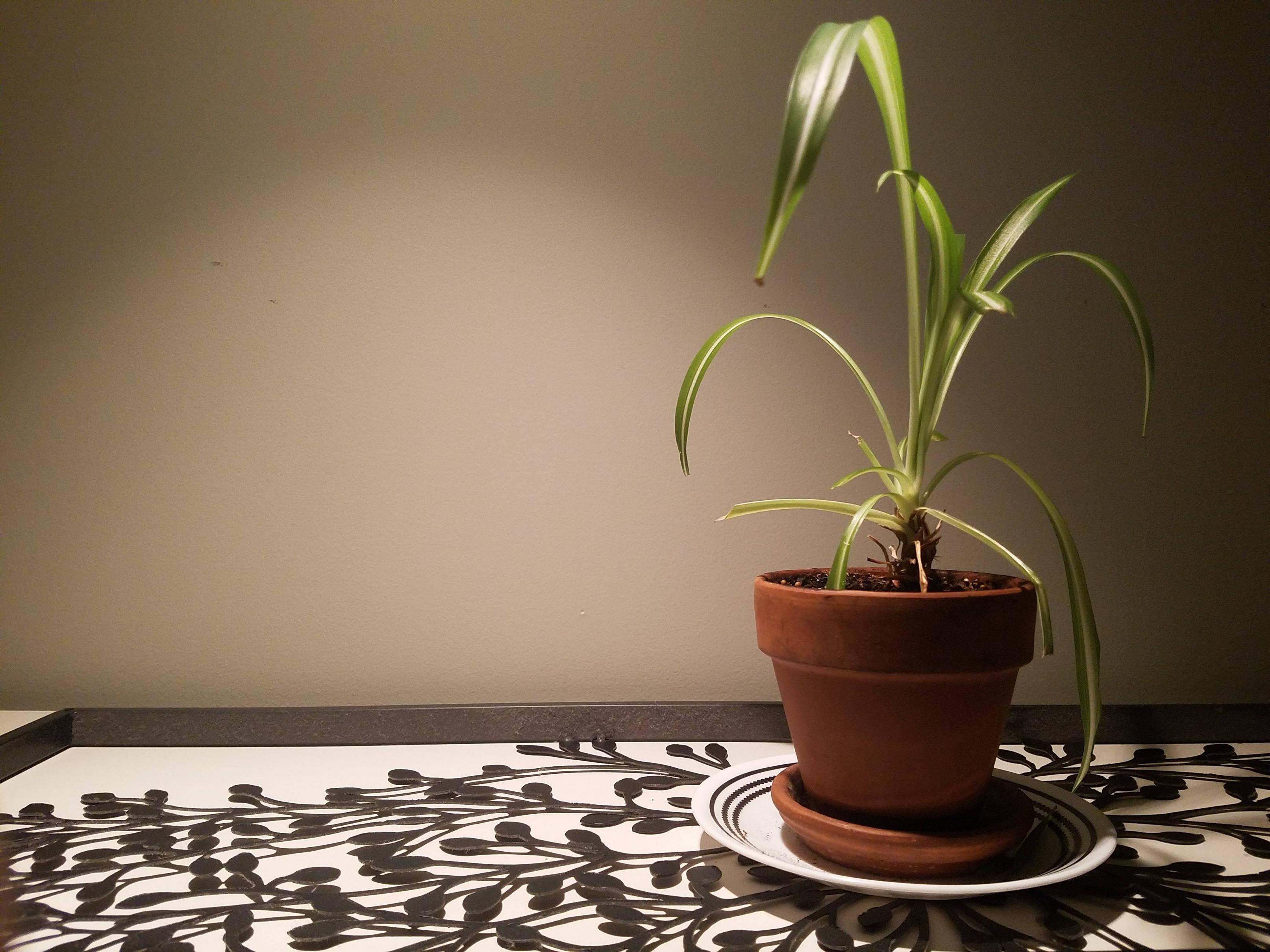 houseplants My spider plant fell over! What do I need to