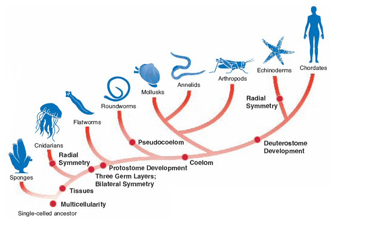 evolution Did radial symmetry evolve twice? Biology