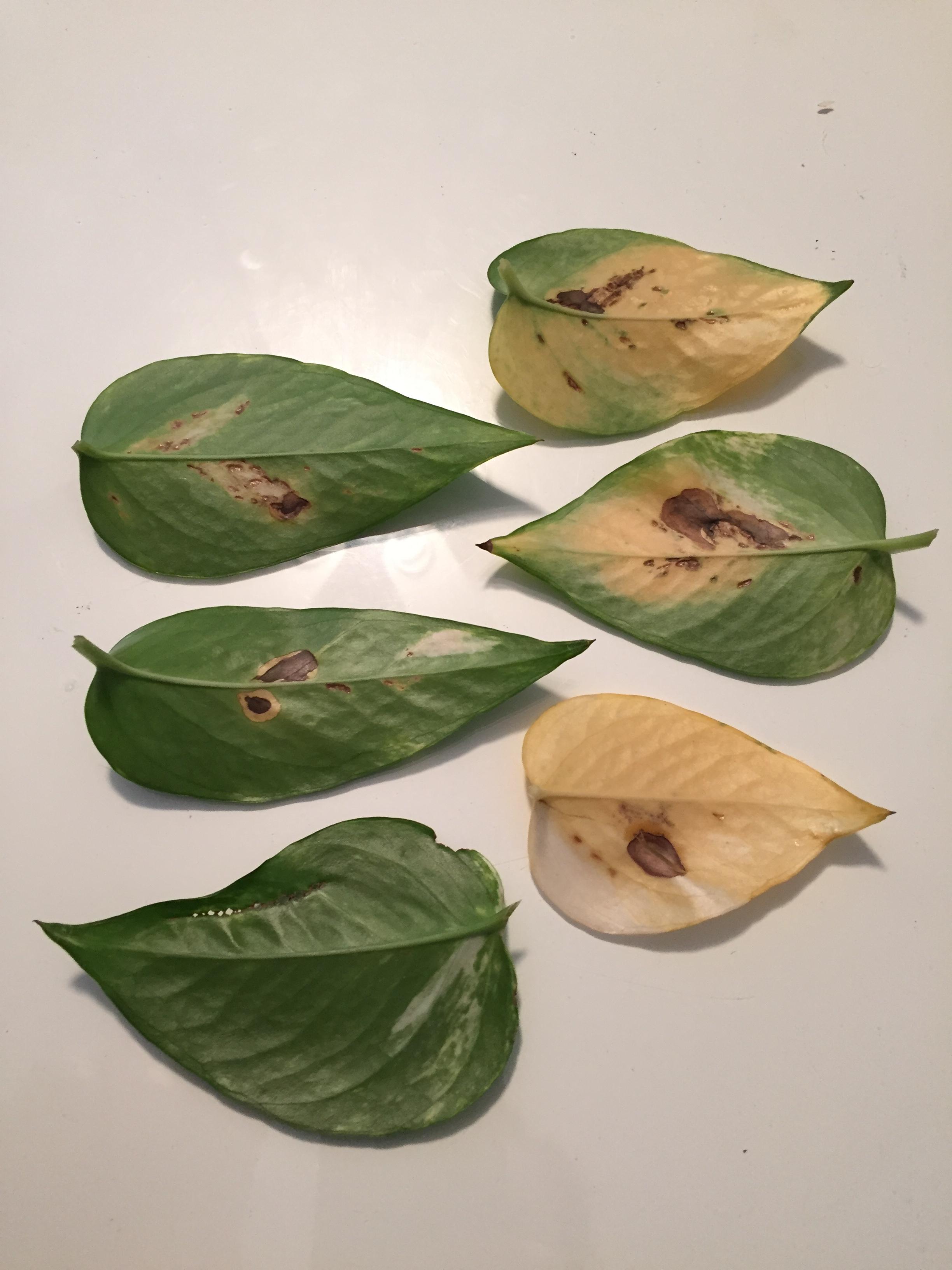 indoors Disease / pest identification Gardening & Landscaping Stack