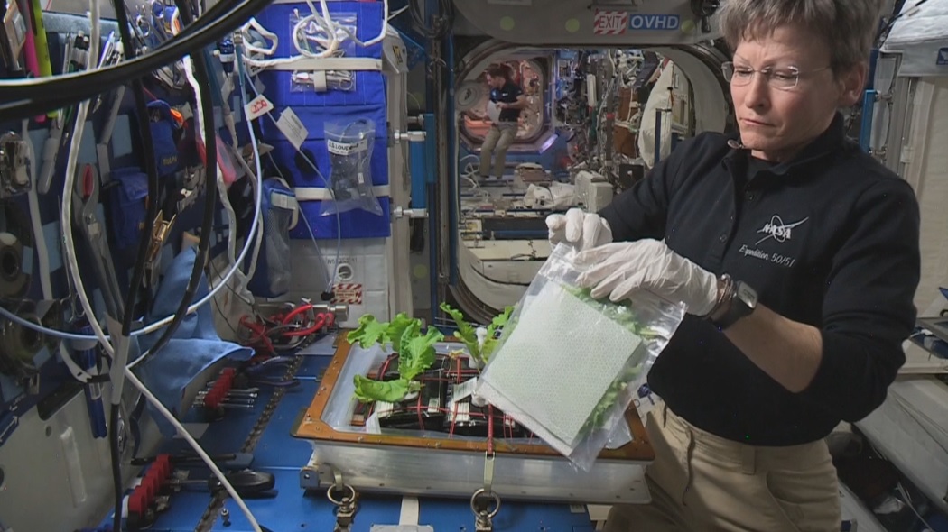 food Have there been at least continuous periods of plants growing on the ISS? Space