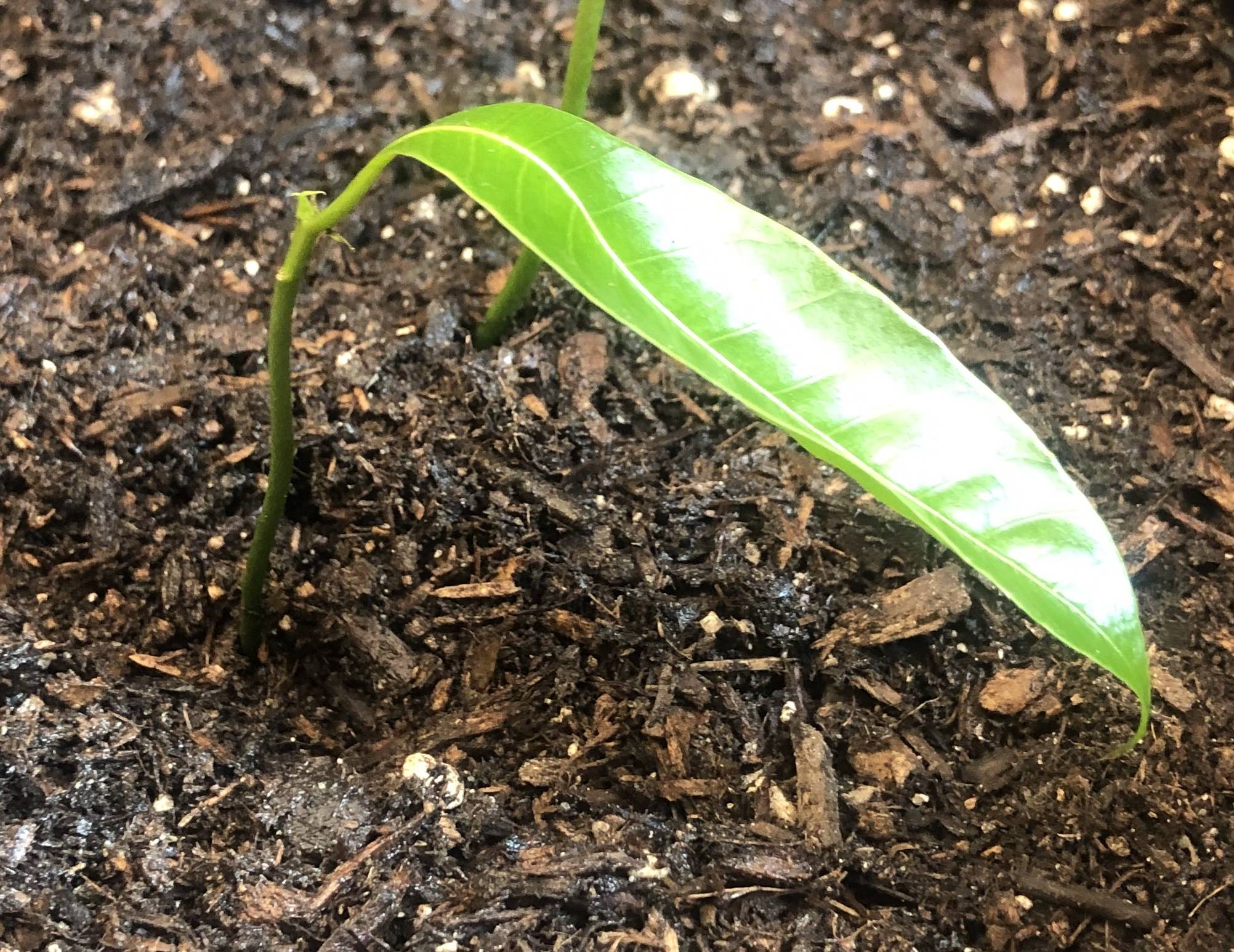 Polyembryonic Honey Mango seedlings don’t look too good Gardening