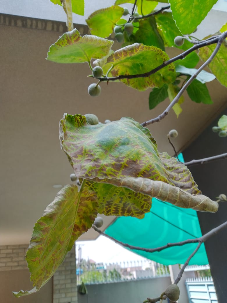 Fig tree wilting and the fruit also does not look healthy Gardening
