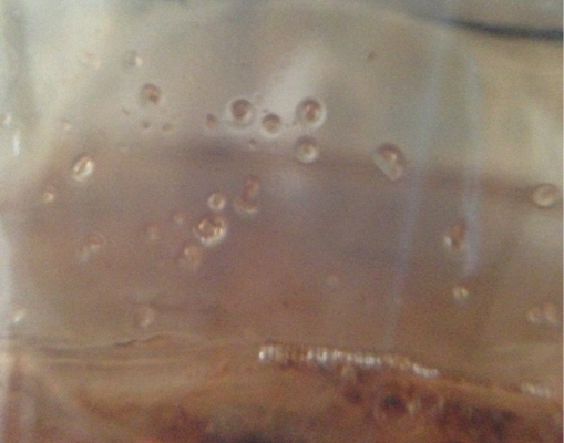 contamination Is there a way to tell if fruit flies have laid eggs