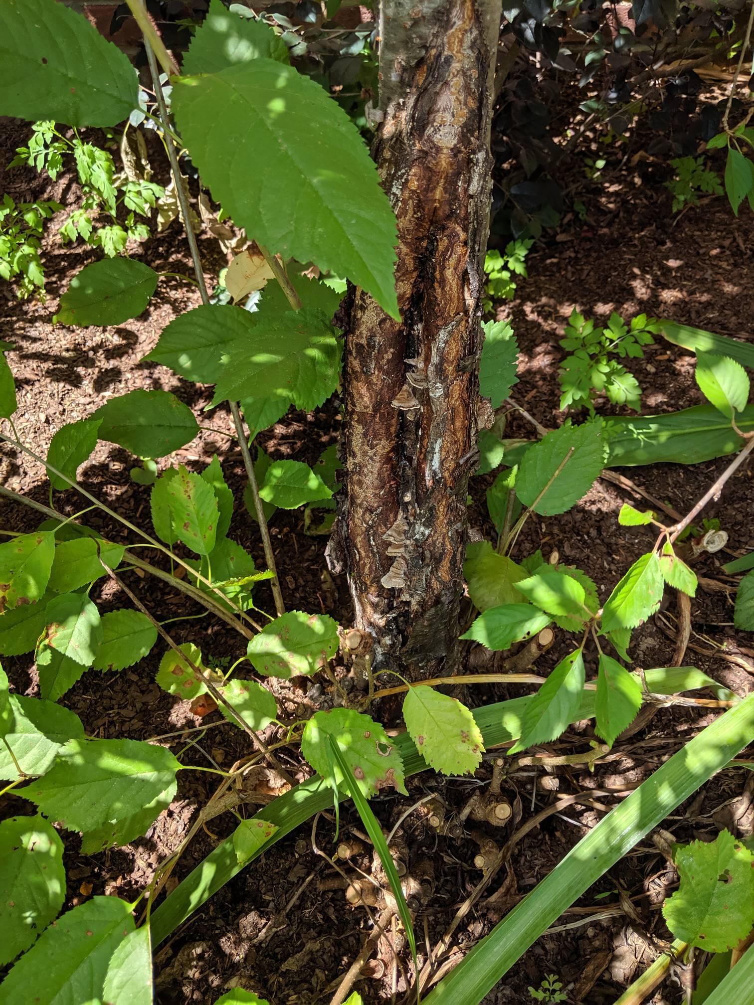 identification Fungus issue on unknown ornamental tree Gardening