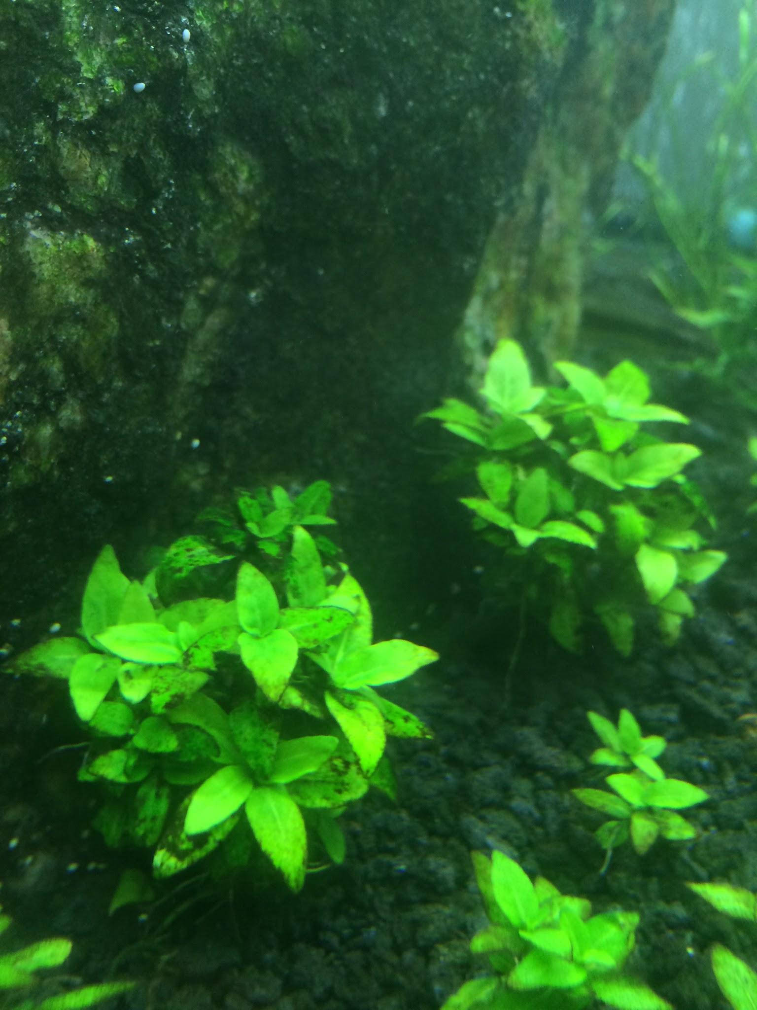 aquatic plants Identify algae in aquarium Pets Stack Exchange