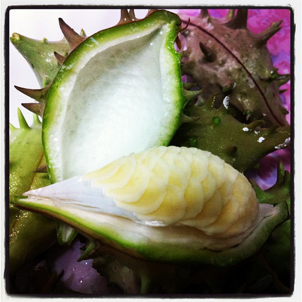 identification Edible Desert Plant Gardening & Landscaping Stack