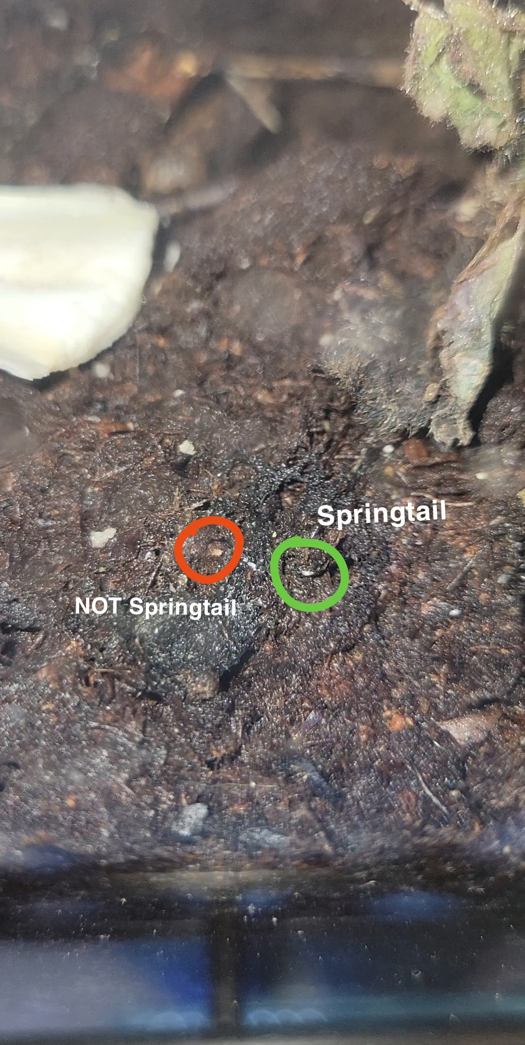 species identification Odd bugs in terrarium. Harmful? Biology