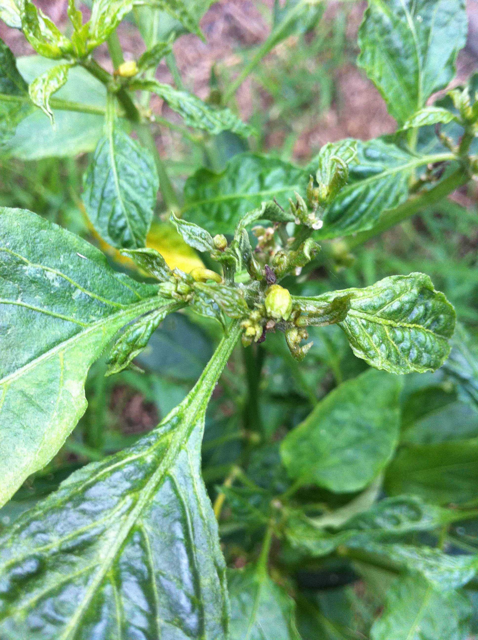 diagnosis What's wrong with my chili bush? Gardening & Landscaping Stack Exchange