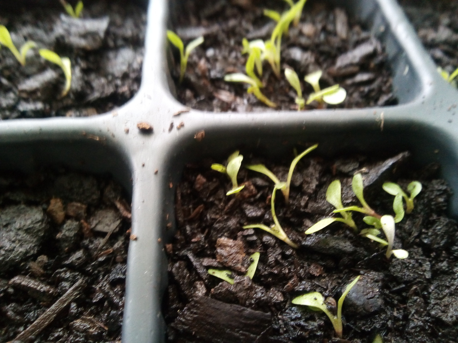 perennials What to do with these blackeyed Susan seedlings