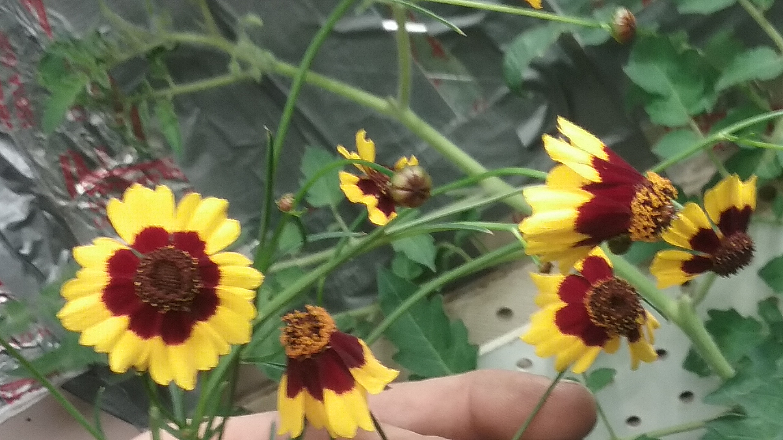 containers Wildflower seeds in a pot Gardening & Landscaping Stack