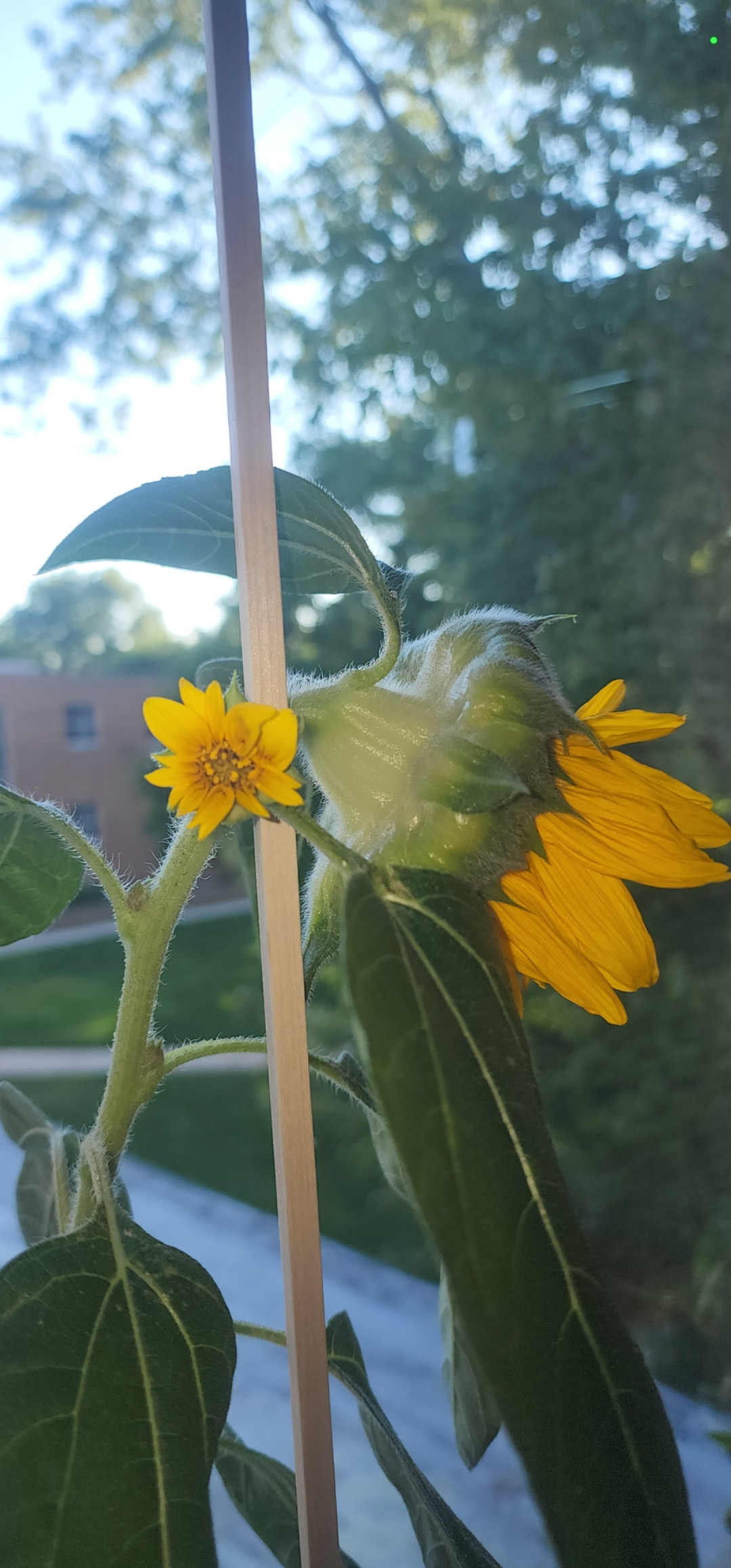 diagnosis Dwarf sunflower closing Gardening & Landscaping Stack