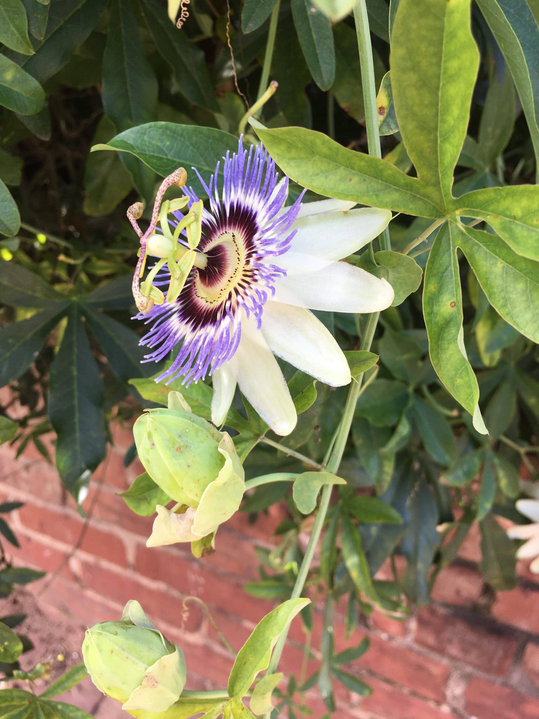 identification What is this unusual flowering vine? Gardening