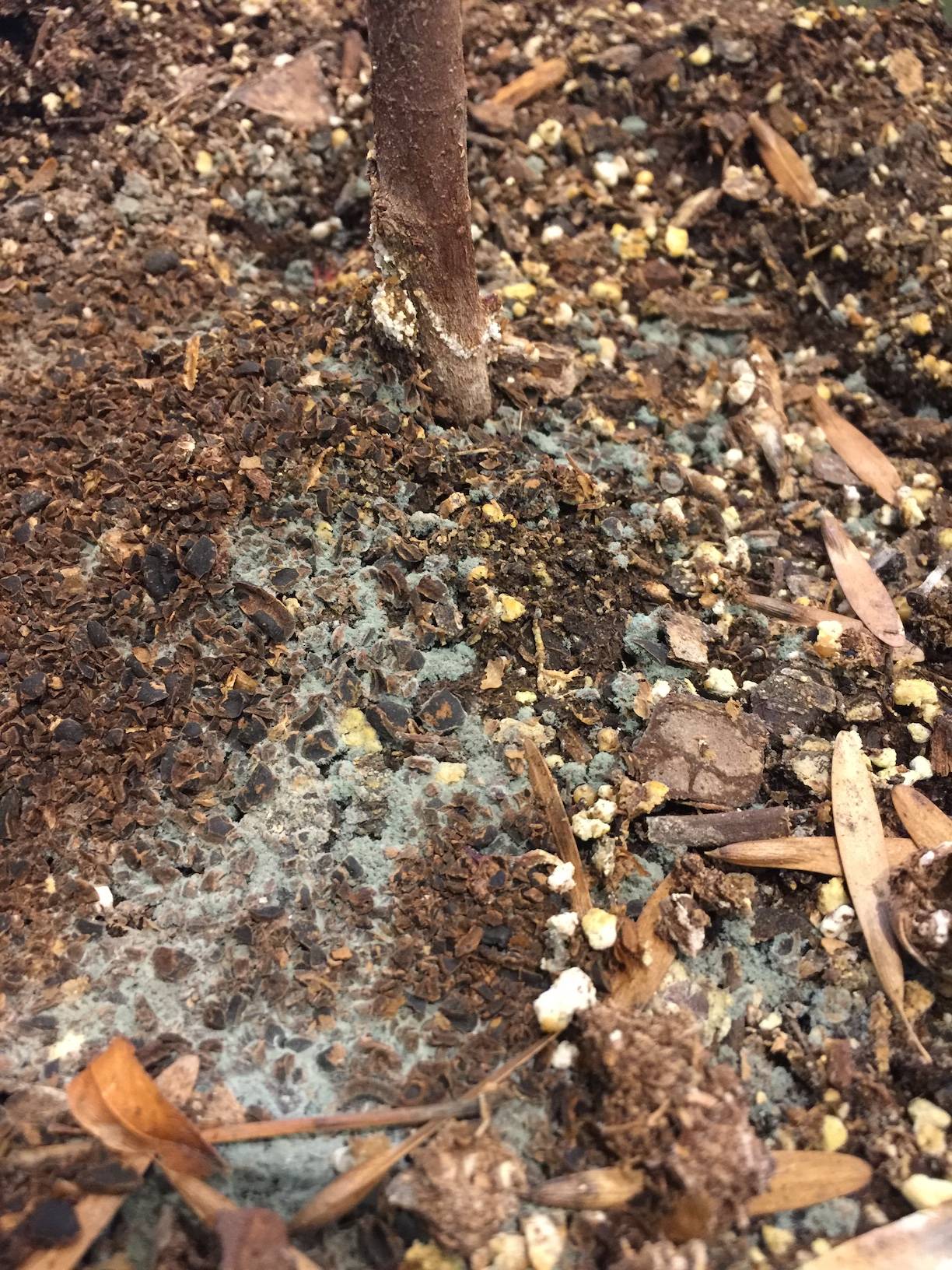 fungus What's this green stuff on my soil? Gardening & Landscaping