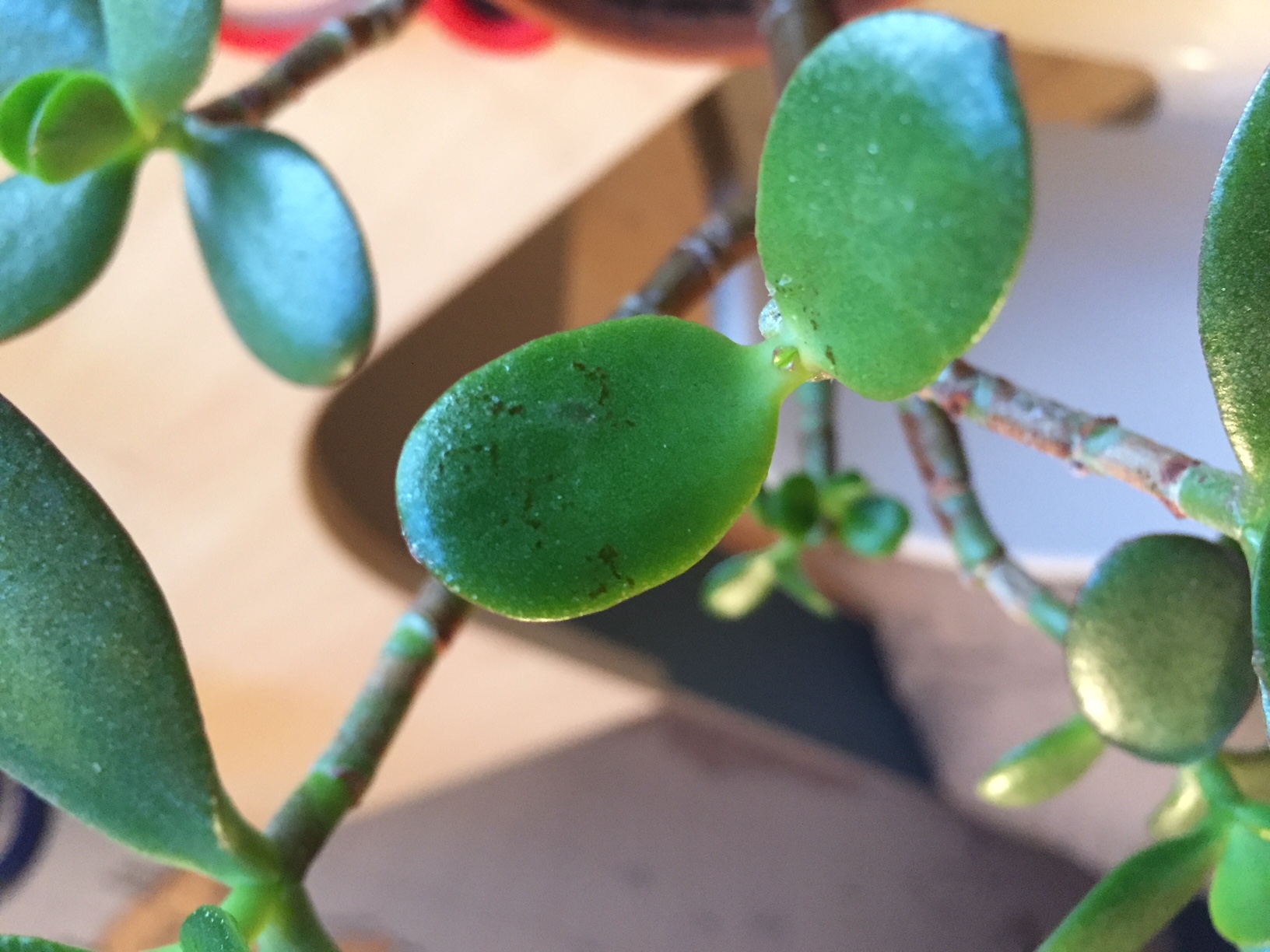 Brown/Black spots on Jade Plant leaves SolveForum