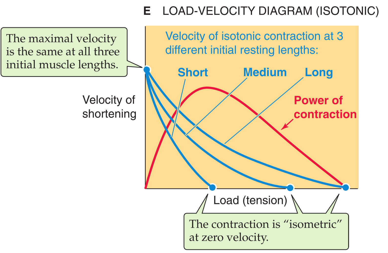 Muscle contraction essay question