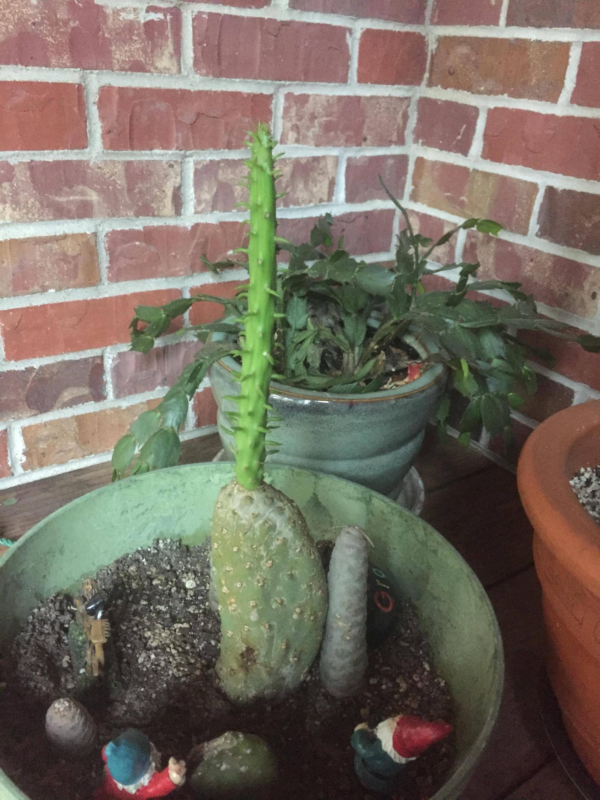 identification What is the bright green spike on the cactus
