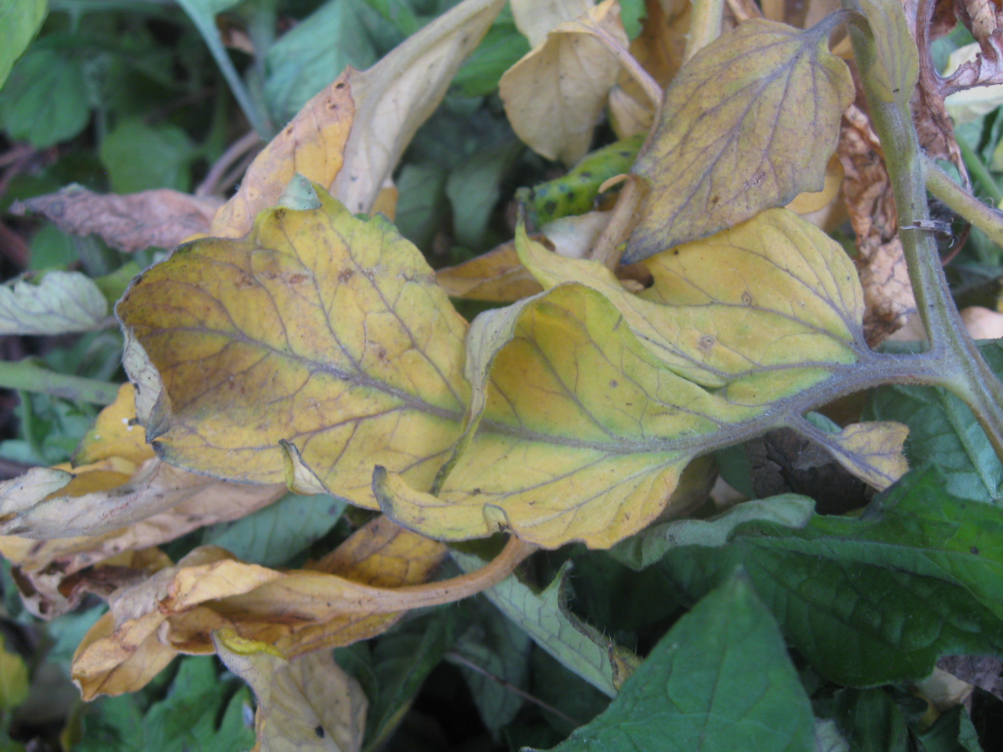 Leaves turn yellow around the brown spots, then the entire leaf turns brown and falls off. Sudden Outbreak Of Yellow Leaves On Tomato And Other Plants Gardening Landscaping Stack Exchange
