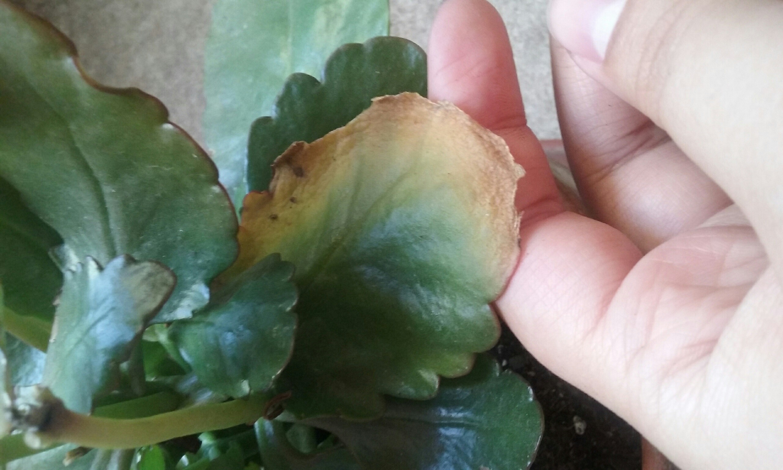 Болезни Каланхоэ Фото И Лечение По Листьям