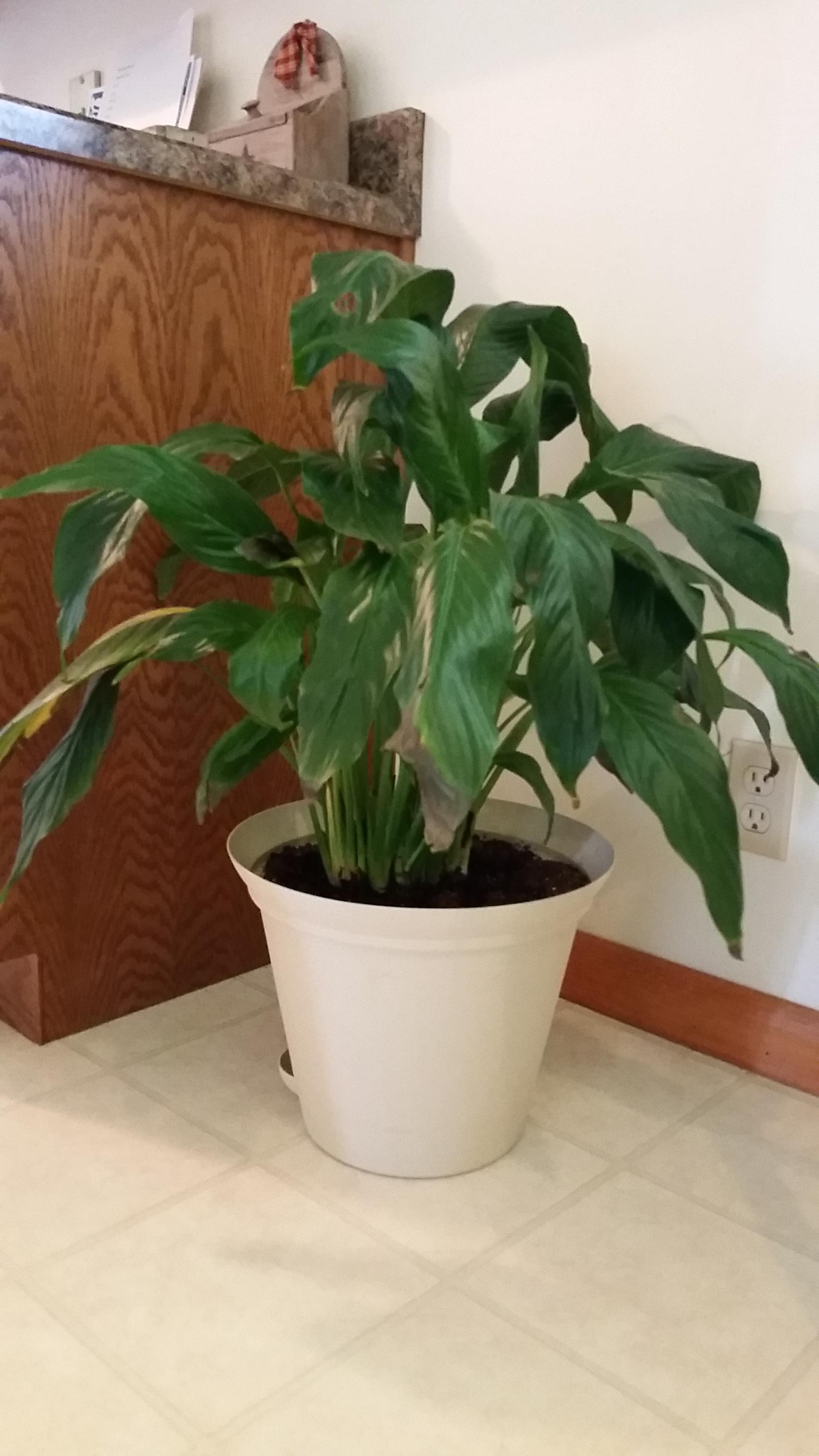 Why Is My Indoor Peace Lily Dying at Ellen Nestor blog