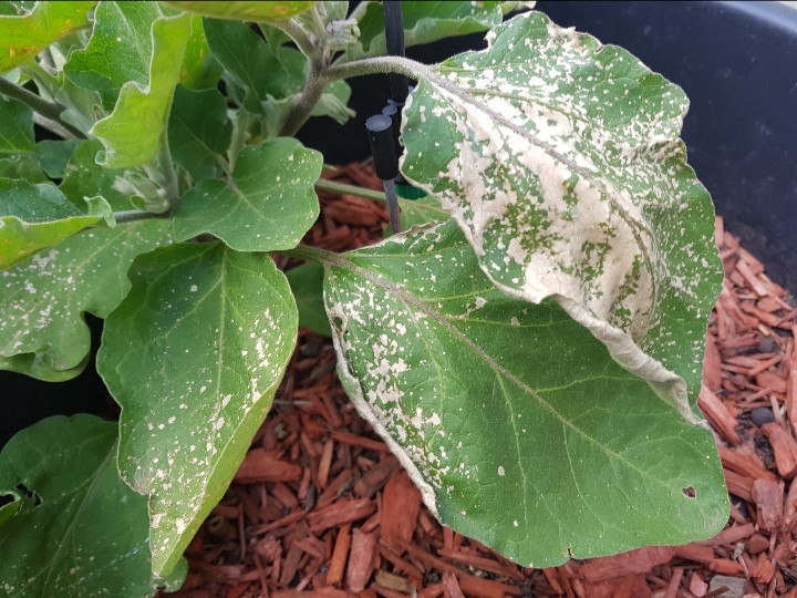 Disease on Eggplant Gardening & Landscaping Stack Exchange