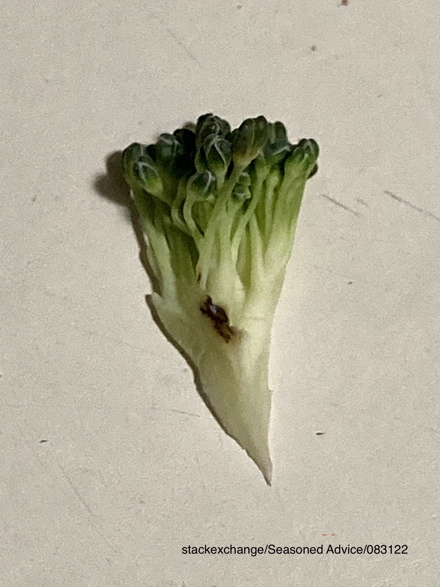 模具,可能的原因和毒性的黑点在表面上没有标记的西兰花——经验丰富的建议狗万手机官网 新万博亚洲电子,万博mantex手机登陆