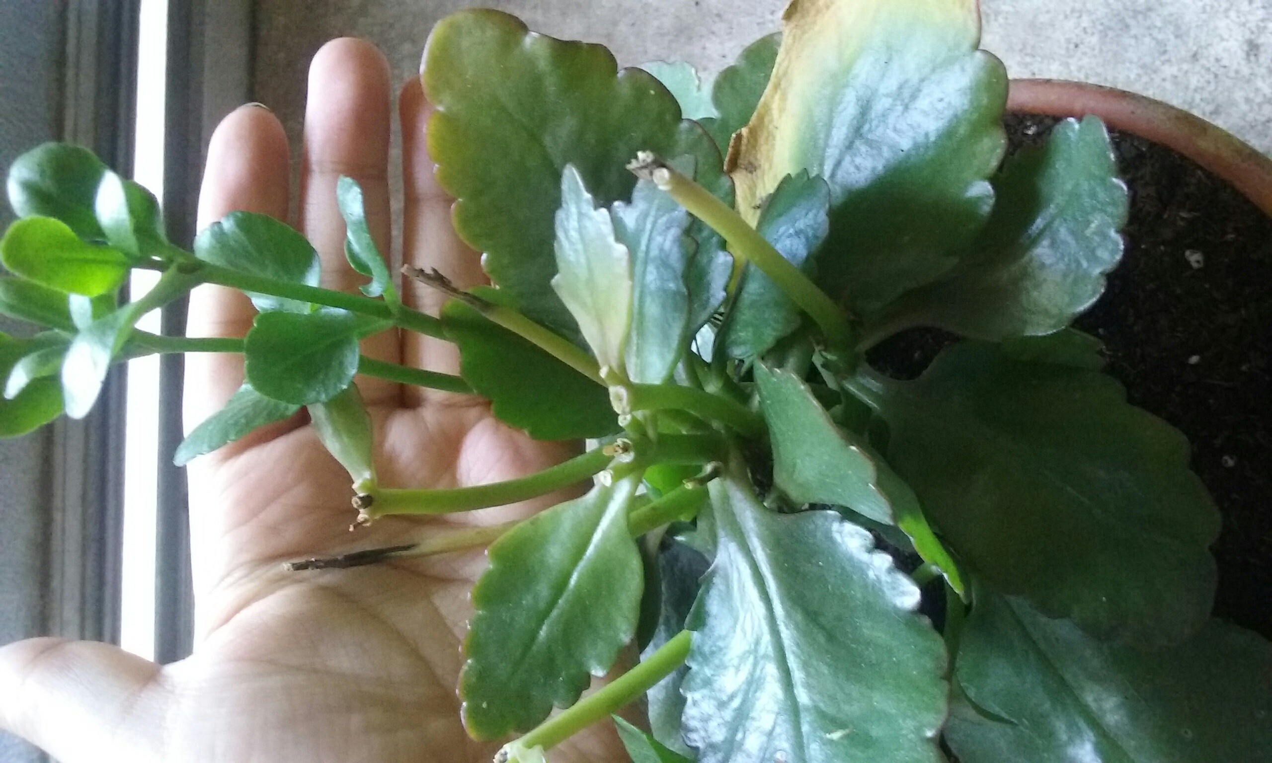 fleshy leaves Is this yellowing normal for a kalanchoe plant