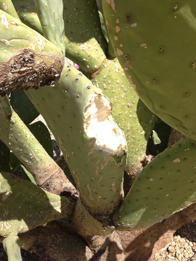 Why are leaves falling off of my Prickly Pear cactus? Gardening