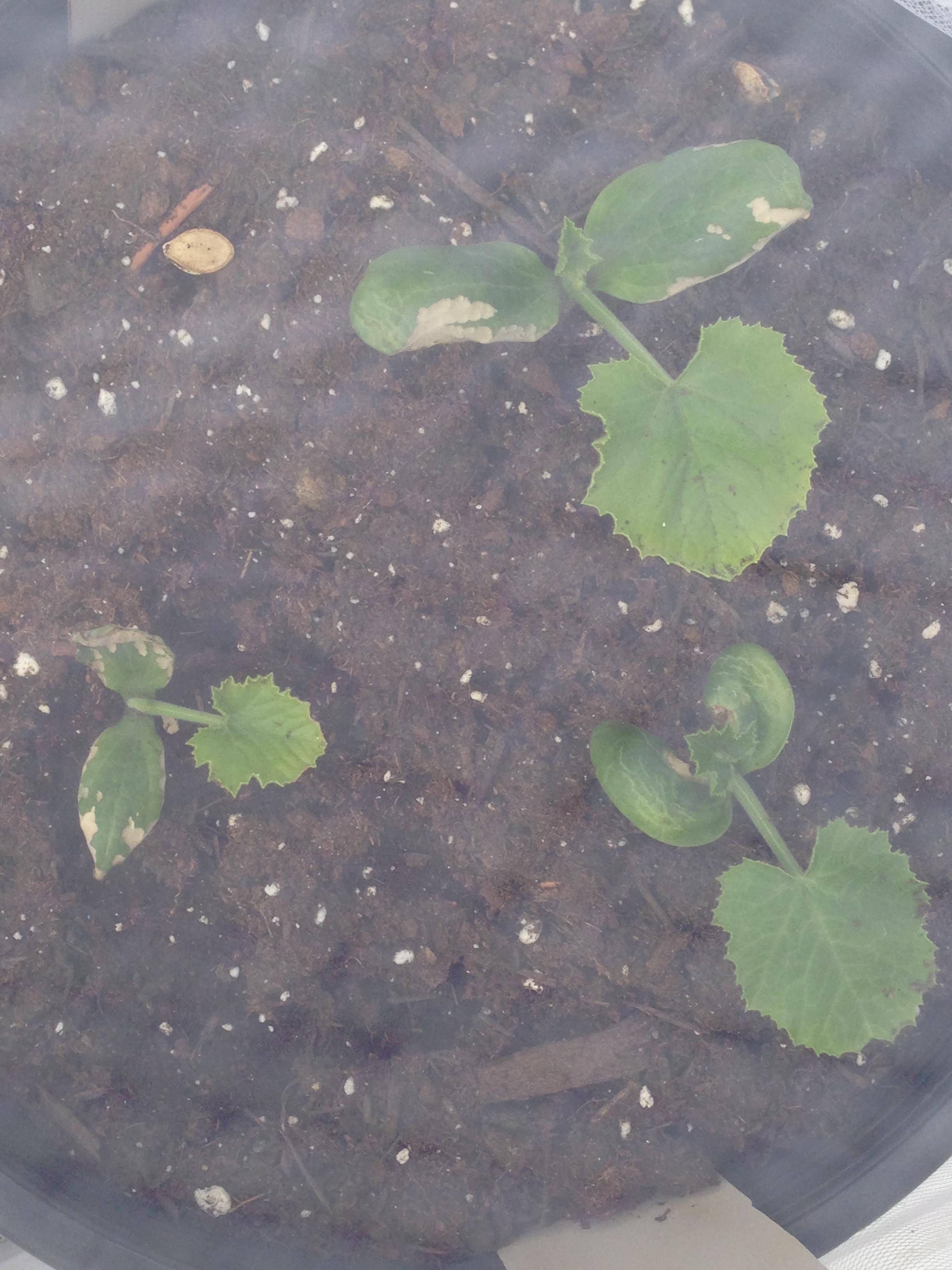 containers Just transplated Zucchini and bean outside and noticing