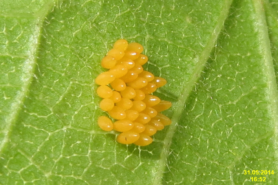 greens Are these small yellow things on my lettuce worms? Seasoned