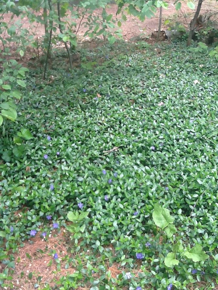 ground cover Lawn options for wooded lot? Gardening & Landscaping Stack Exchange