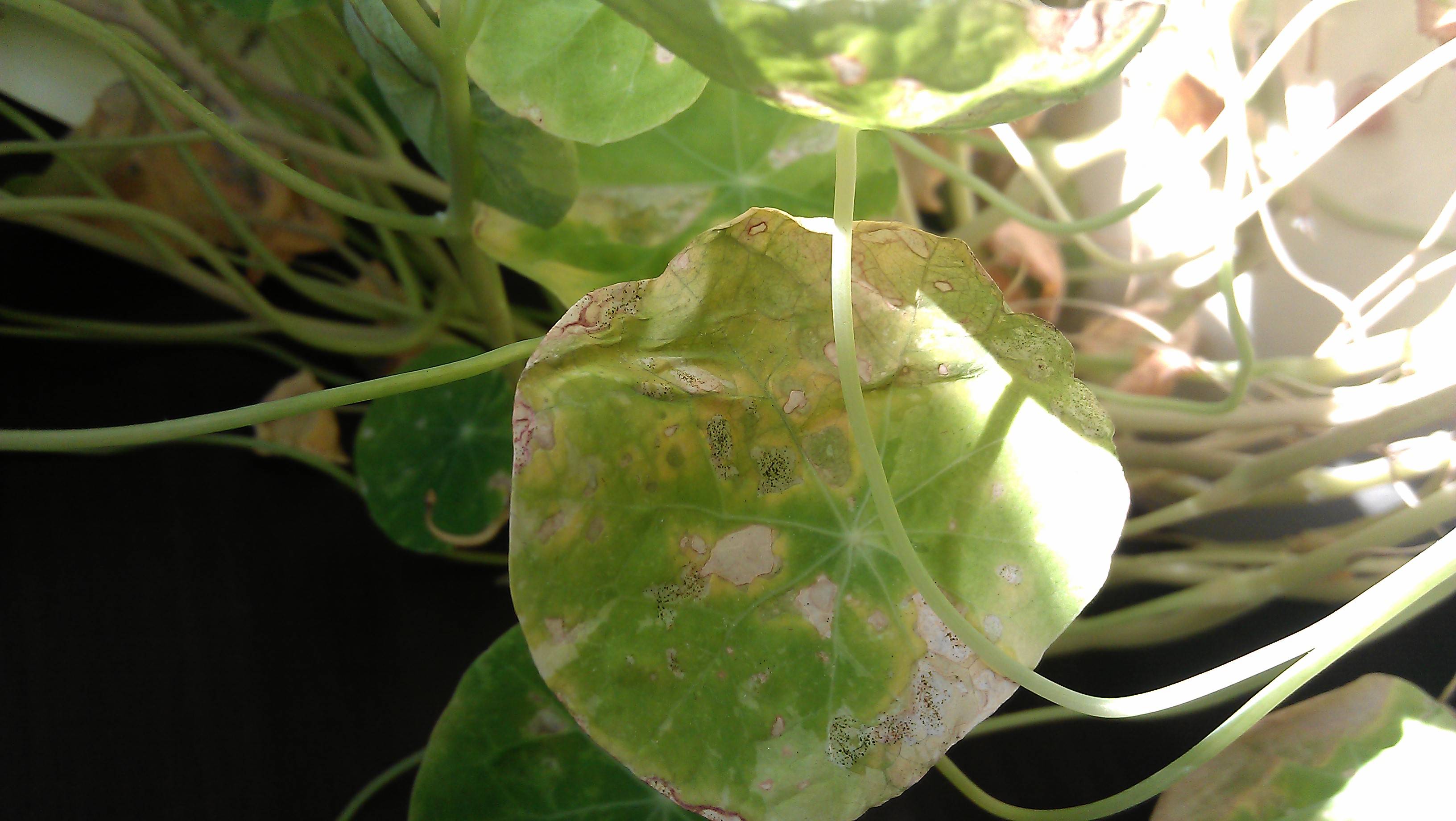 diagnosis What are the black flying things and why do the leaves look