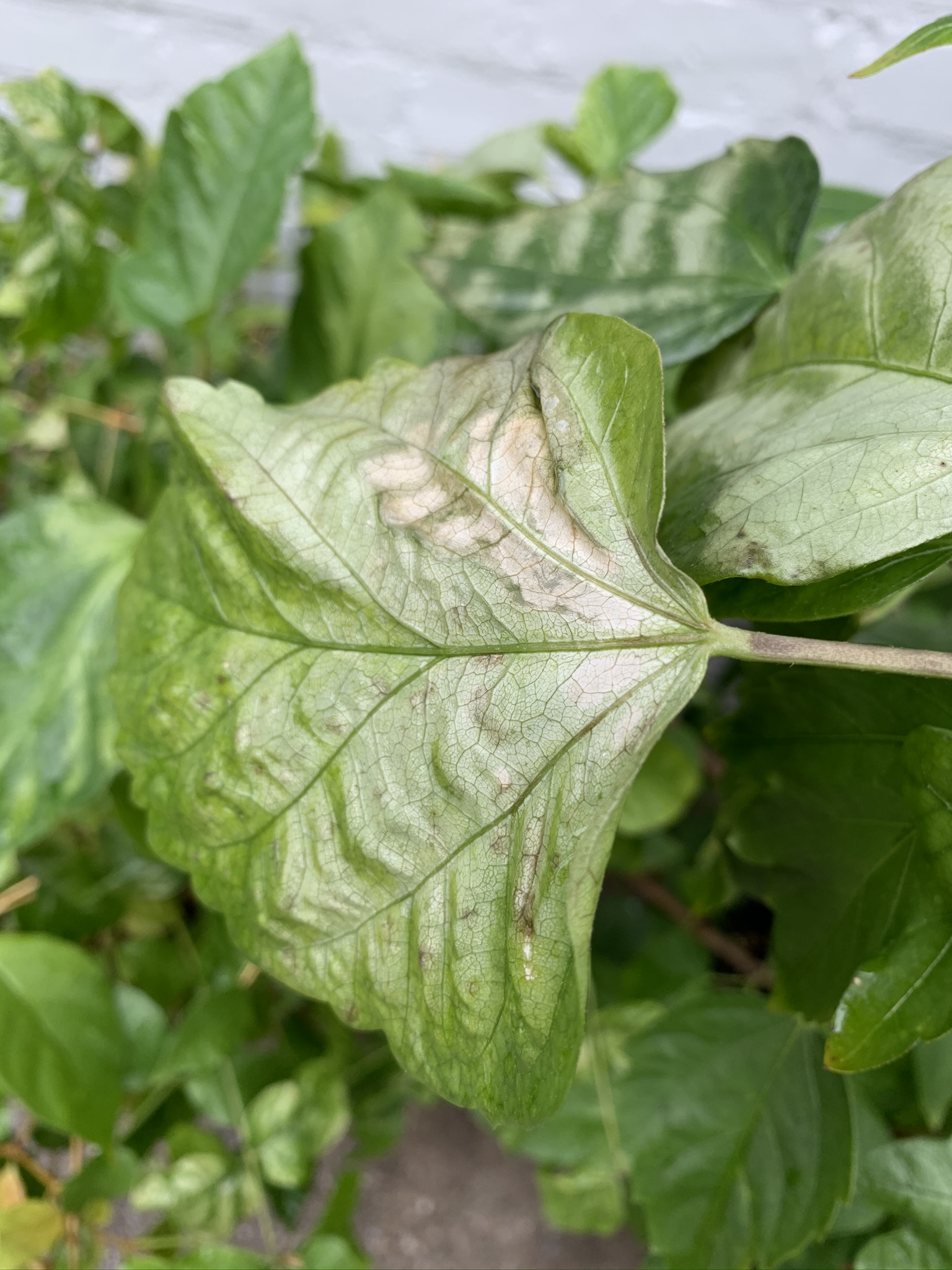 Discoloration on Hibiscus leaves Gardening & Landscaping Stack Exchange