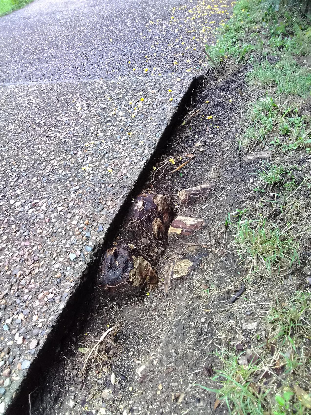 How can I remove these tree roots grown under the concrete slab