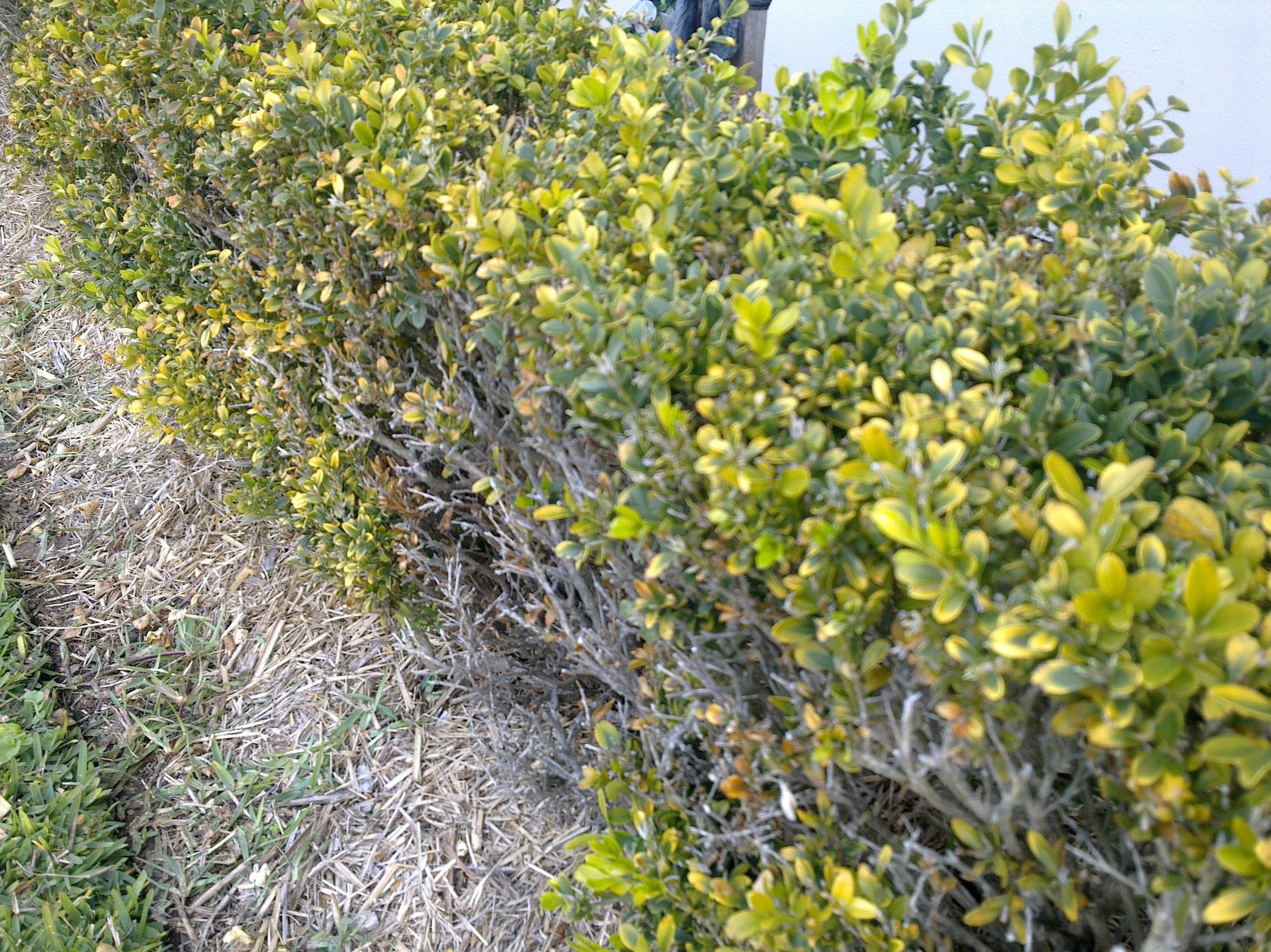 Japanese Box Hedge Spacing